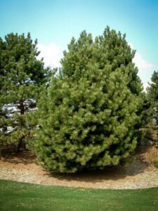 Сосна Чёрная (Pinus Nigra) купить по цене от 270.00р. в интернет-магазине «Посадика» с доставкой почтой в в Хилоке и по всей России – [изображение №1].