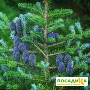 Пихта корейская (Abies koreana) купить по цене от 450.00р. в интернет-магазине «Посадика» с доставкой почтой в в Хилоке и по всей России – [изображение №1].