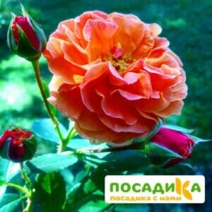 Роза Арабия купить по цене от 350.00р. в интернет-магазине «Посадика» с доставкой почтой в в Хилоке и по всей России – [изображение №1].