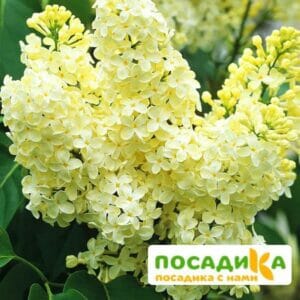 Сирень Примроуз (Primrose) купить по цене от 529.00р. в интернет-магазине «Посадика» с доставкой почтой в в Хилоке и по всей России – [изображение №1].