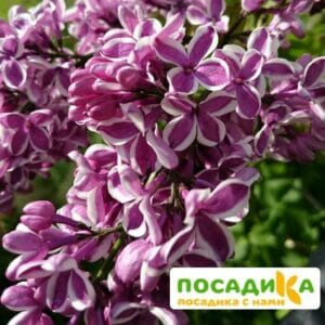 Сирень Сенсация купить по цене от 529.00р. в интернет-магазине «Посадика» с доставкой почтой в в Хилоке и по всей России – [изображение №1].