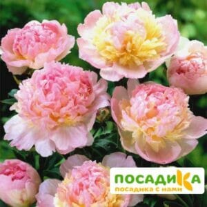 Пион Распберри Сандей (Paeonia Raspberry Sundae) купить по цене от 959р. в интернет-магазине «Посадика» с доставкой почтой в в Хилоке и по всей России – [изображение №1].