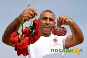 Клубника Гигант Джорнея купить по цене от 266р. в интернет-магазине «Посадика» с доставкой почтой в в Хилоке и по всей России – [изображение №1].