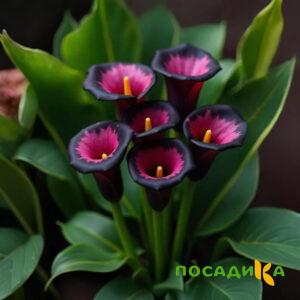 Калла Аура Лейс купить по цене от 400р. в интернет-магазине «Посадика» с доставкой почтой в в Хилоке и по всей России – [изображение №1].