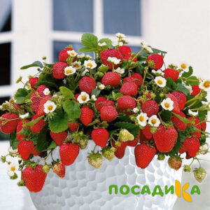 Клубника Рубиновый Шепот (горшечная) купить по цене от 240р. в интернет-магазине «Посадика» с доставкой почтой в в Хилоке и по всей России – [изображение №1].