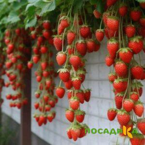 Клубника вьющаяся Комплимент купить по цене от 470р. в интернет-магазине «Посадика» с доставкой почтой в в Хилоке и по всей России – [изображение №1].