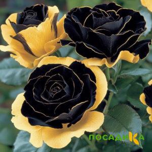 Роза Ханни Сикл купить по цене от 700р. в интернет-магазине «Посадика» с доставкой почтой в в Хилоке и по всей России – [изображение №1].