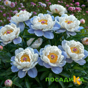 Пион акварельный Этюд купить по цене от 806р. в интернет-магазине «Посадика» с доставкой почтой в в Хилоке и по всей России – [изображение №1].