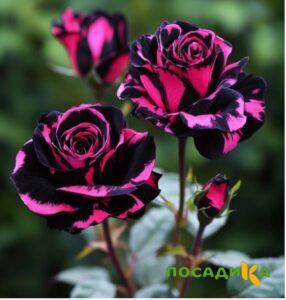 Роза Багровый Шепот купить по цене от 366р. в интернет-магазине «Посадика» с доставкой почтой в в Хилоке и по всей России – [изображение №1].