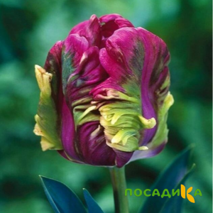 Тюльпан Экзотик Хэвен купить по цене от 186р. в интернет-магазине «Посадика» с доставкой почтой в в Хилоке и по всей России – [изображение №1].