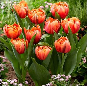 Тюльпан Гудошник Дабл купить по цене от 185р. в интернет-магазине «Посадика» с доставкой почтой в в Хилоке и по всей России – [изображение №1].