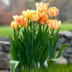 Тюльпан Верона Санрайз купить по цене от 280р. в интернет-магазине «Посадика» с доставкой почтой в в Хилоке и по всей России – [изображение №1].