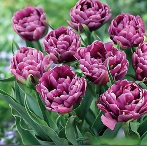 Тюльпан Айс Крим купить по цене от 430р. в интернет-магазине «Посадика» с доставкой почтой в в Хилоке и по всей России – [изображение №1].