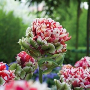 Тюльпан Дабл Флеминг Берд купить по цене от 249р. в интернет-магазине «Посадика» с доставкой почтой в в Хилоке и по всей России – [изображение №1].