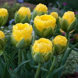 Тюльпан махровый Ванила Коп купить по цене от 159р. в интернет-магазине «Посадика» с доставкой почтой в в Хилоке и по всей России – [изображение №1].