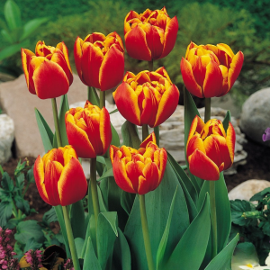 Тюльпан Блэк Фаер купить по цене от 275р. в интернет-магазине «Посадика» с доставкой почтой в в Хилоке и по всей России – [изображение №1].