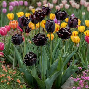 Тюльпан махровый Рейдинс Дарк купить по цене от 230р. в интернет-магазине «Посадика» с доставкой почтой в в Хилоке и по всей России – [изображение №1].