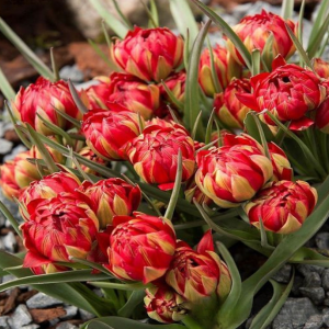 Тюльпан Ап Пинк купить по цене от 390р. в интернет-магазине «Посадика» с доставкой почтой в в Хилоке и по всей России – [изображение №1].