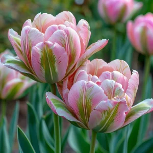 Тюльпан Аврора Принцес купить по цене от 345р. в интернет-магазине «Посадика» с доставкой почтой в в Хилоке и по всей России – [изображение №1].