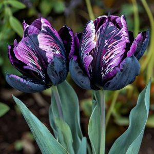 Тюльпан Блэк Каньон купить по цене от 305р. в интернет-магазине «Посадика» с доставкой почтой в в Хилоке и по всей России – [изображение №1].