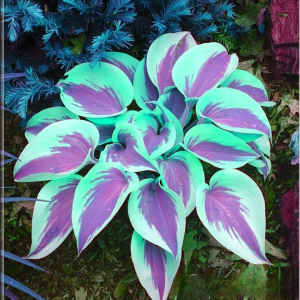 Хоста Висперин Бьюти купить по цене от 379р. в интернет-магазине «Посадика» с доставкой почтой в в Хилоке и по всей России – [изображение №1].