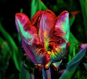 Тюльпан Эирпрайз купить по цене от 270р. в интернет-магазине «Посадика» с доставкой почтой в в Хилоке и по всей России – [изображение №1].